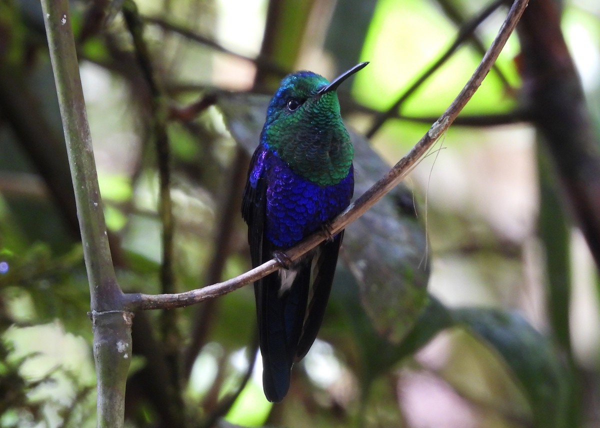 Crowned Woodnymph - ML646998815