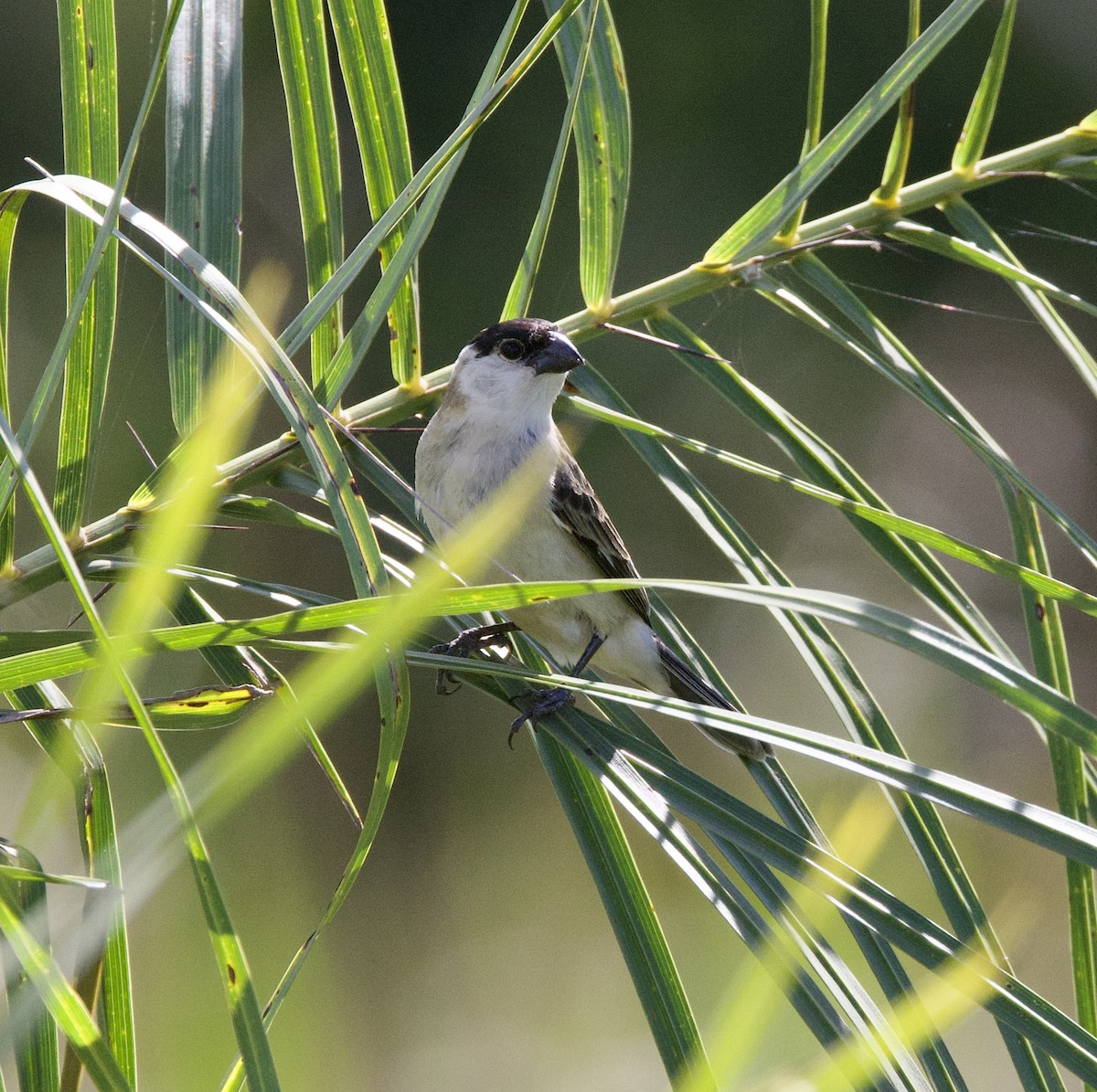 Sedef Karınlı Tohumcul - ML646998816