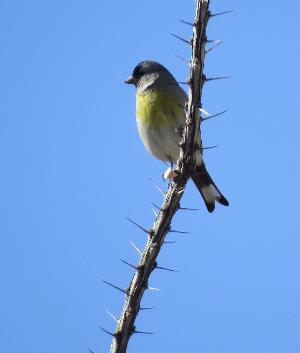 Lawrence's Goldfinch - ML646998819