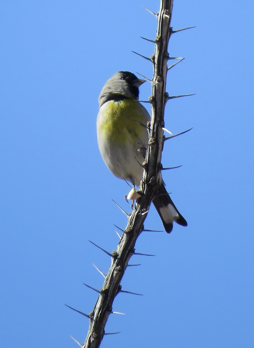 Lawrence's Goldfinch - ML646998820