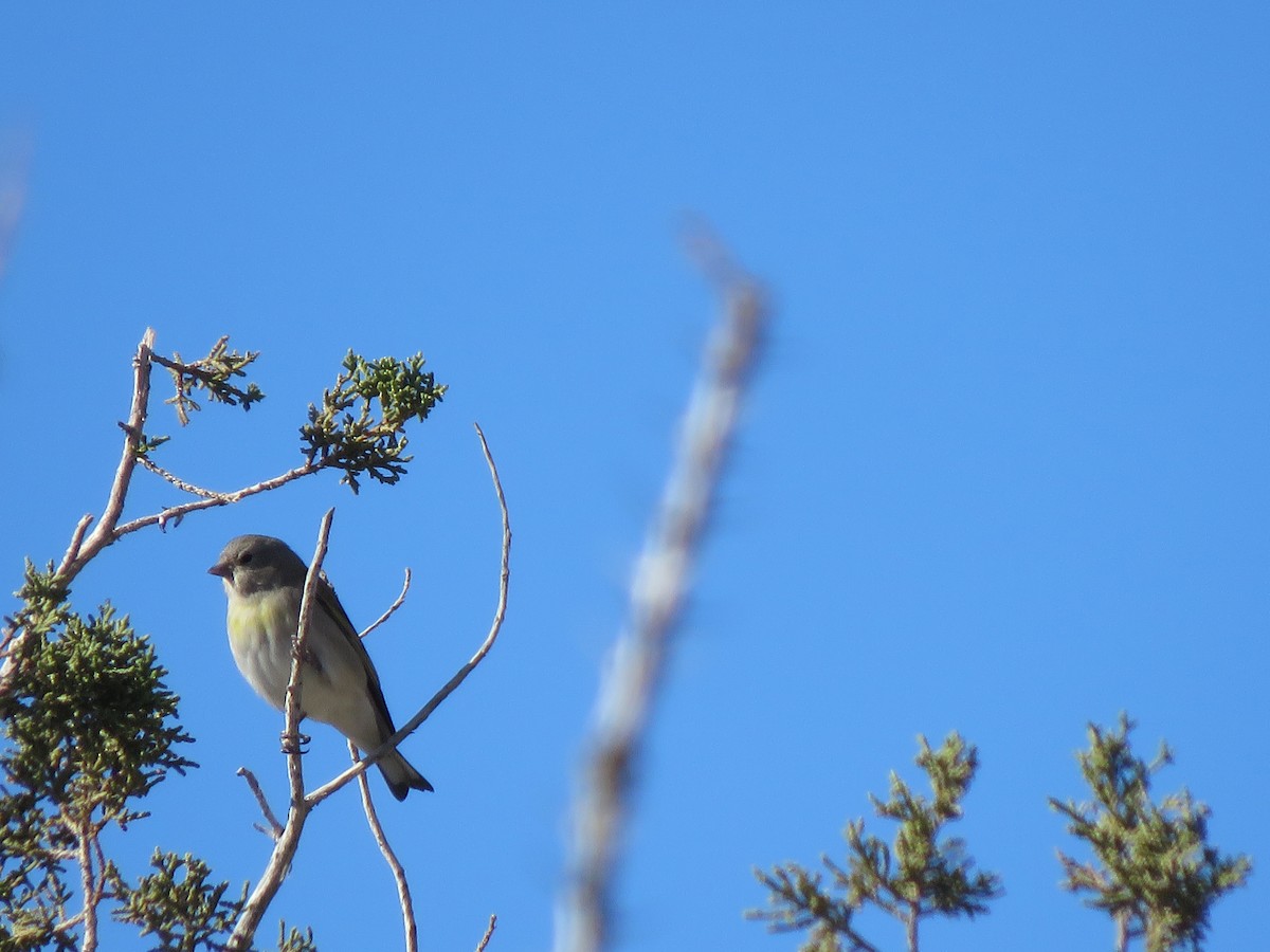 Lawrence's Goldfinch - ML646998821