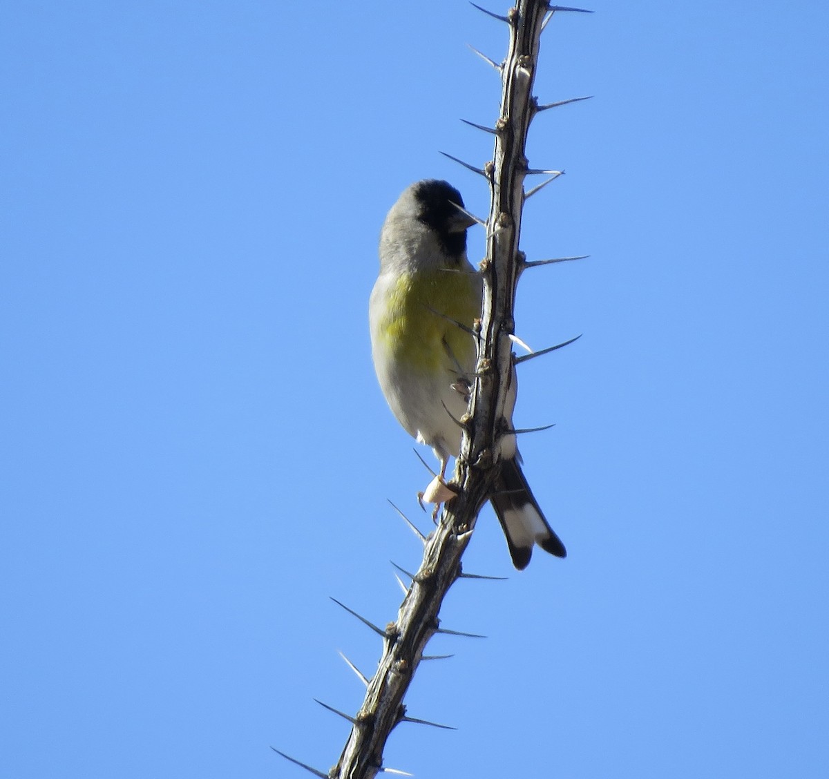 Lawrence's Goldfinch - ML646998822