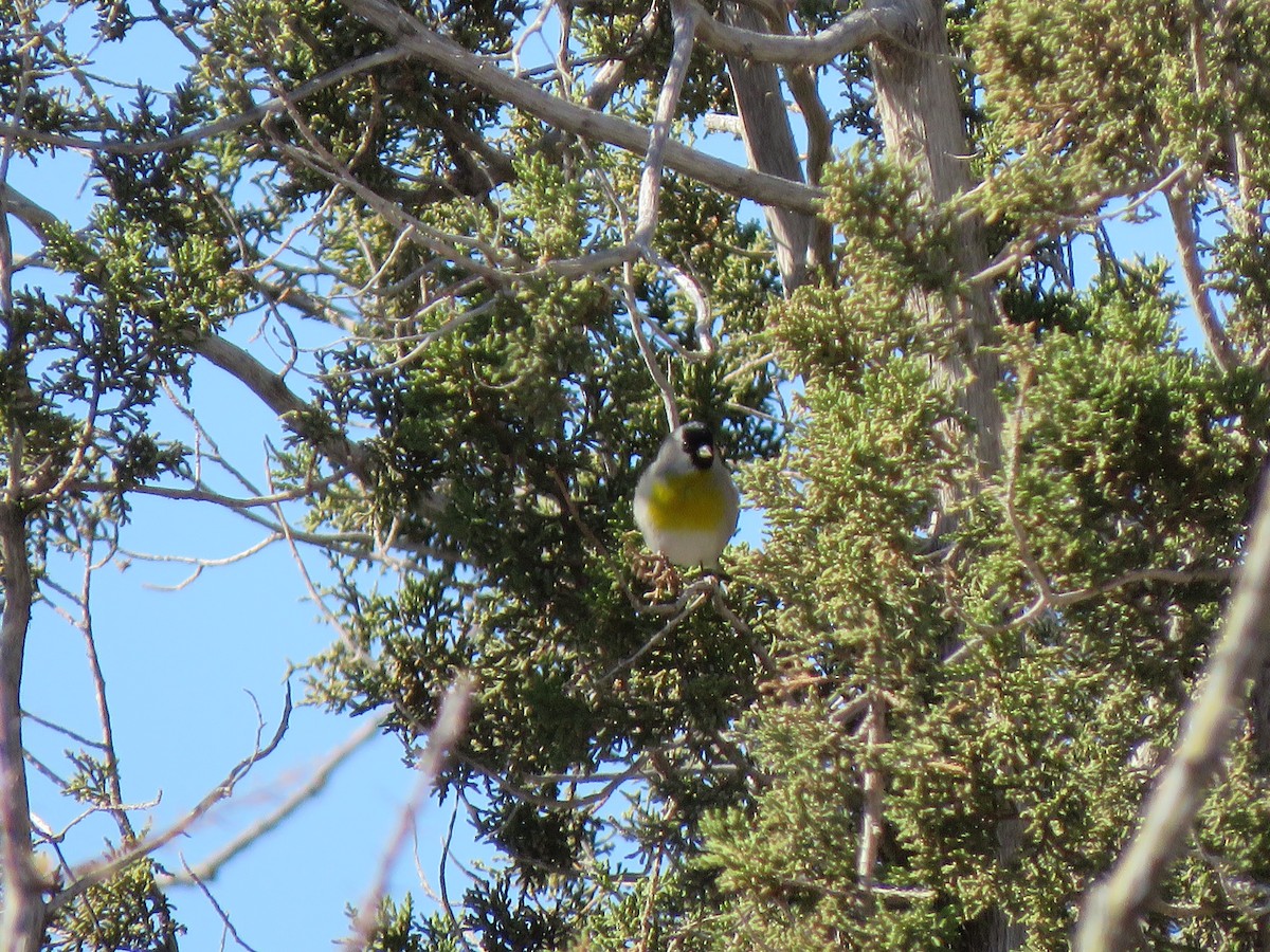 Lawrence's Goldfinch - ML646998823