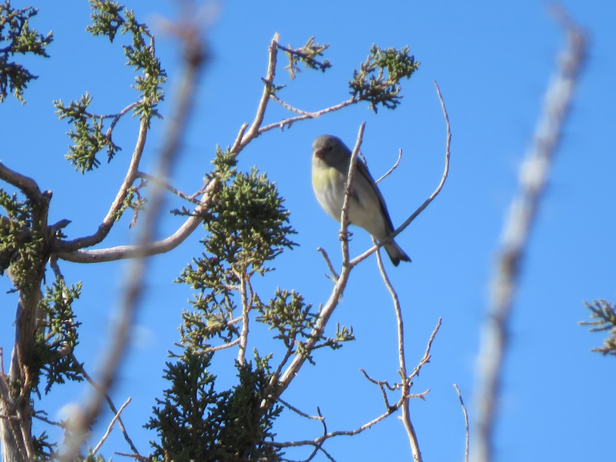 Lawrence's Goldfinch - ML646998824