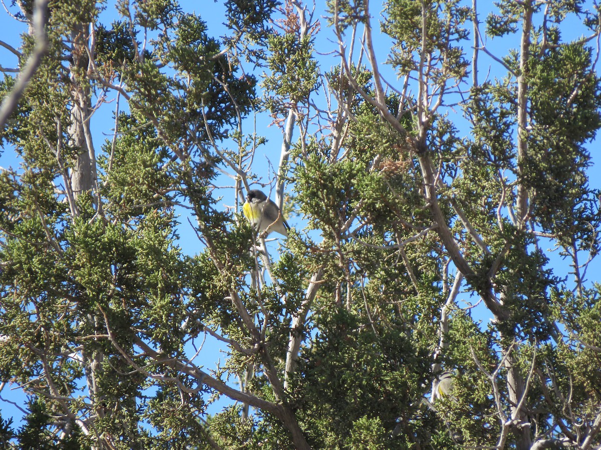 Lawrence's Goldfinch - ML646998825