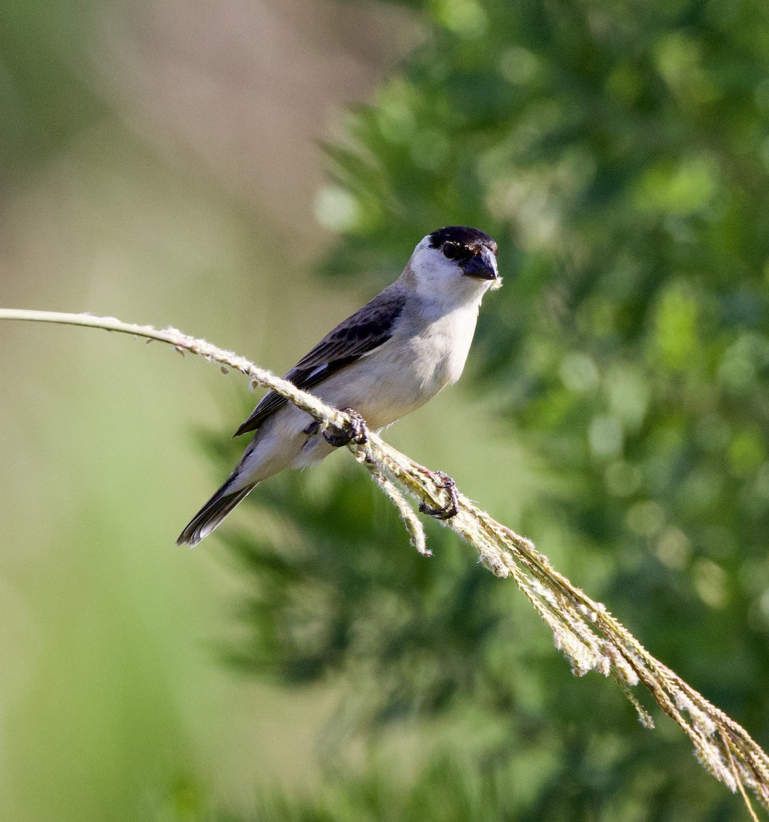 Sedef Karınlı Tohumcul - ML646998827