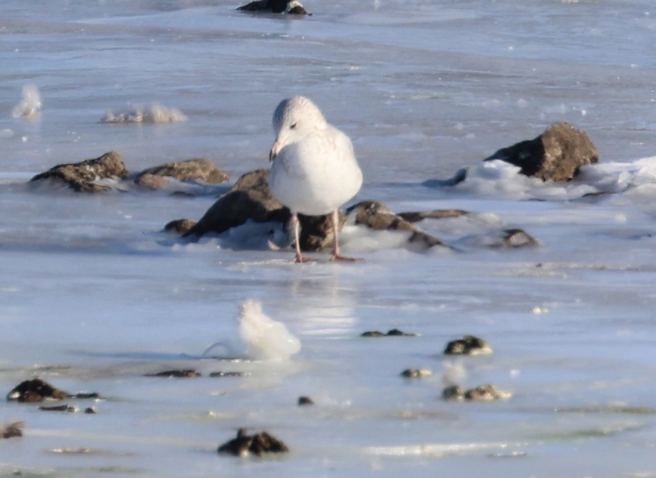 Möwe, unbestimmt - ML646998828