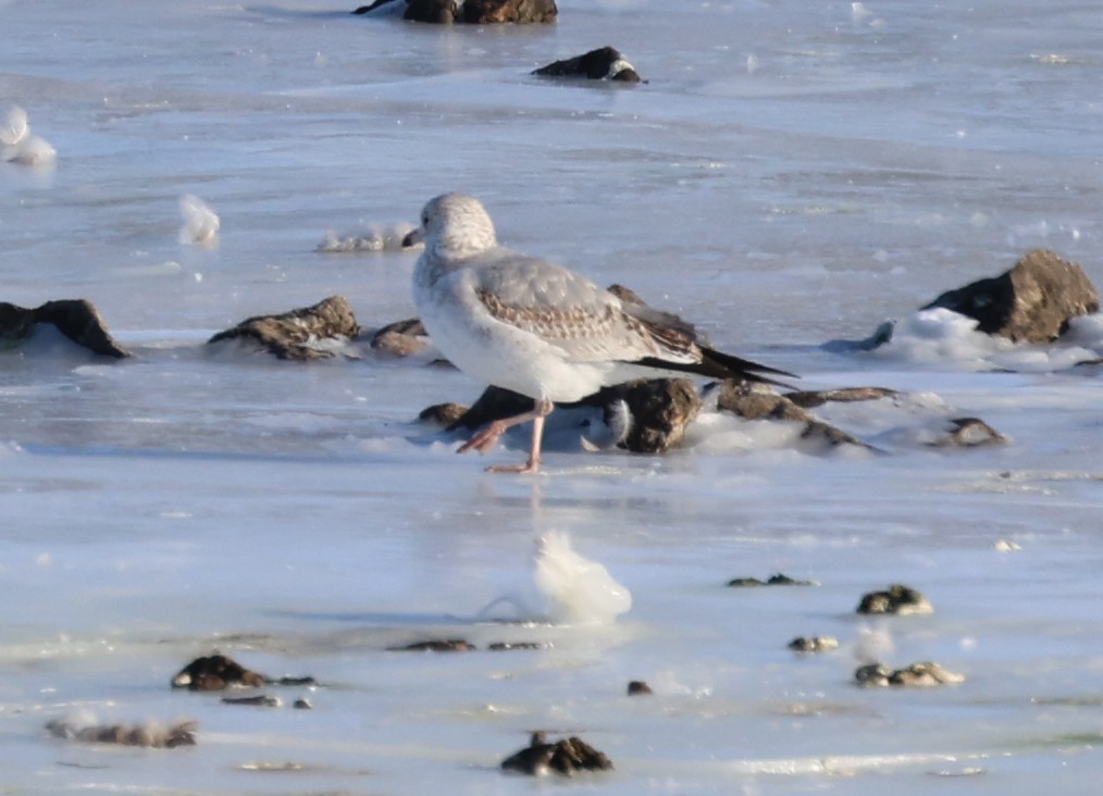 Möwe, unbestimmt - ML646998829