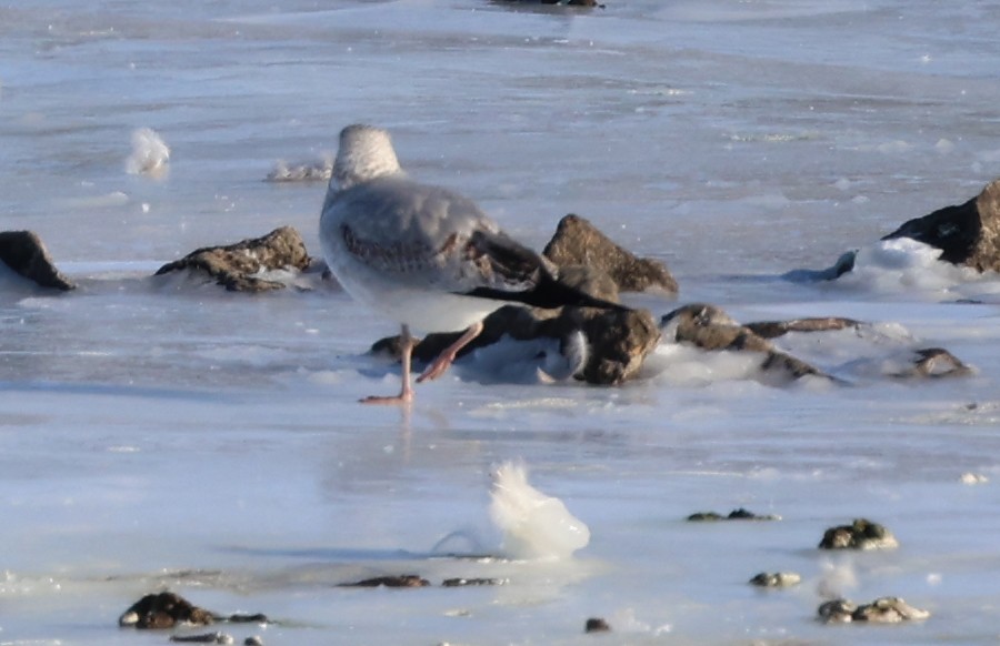 Möwe, unbestimmt - ML646998830