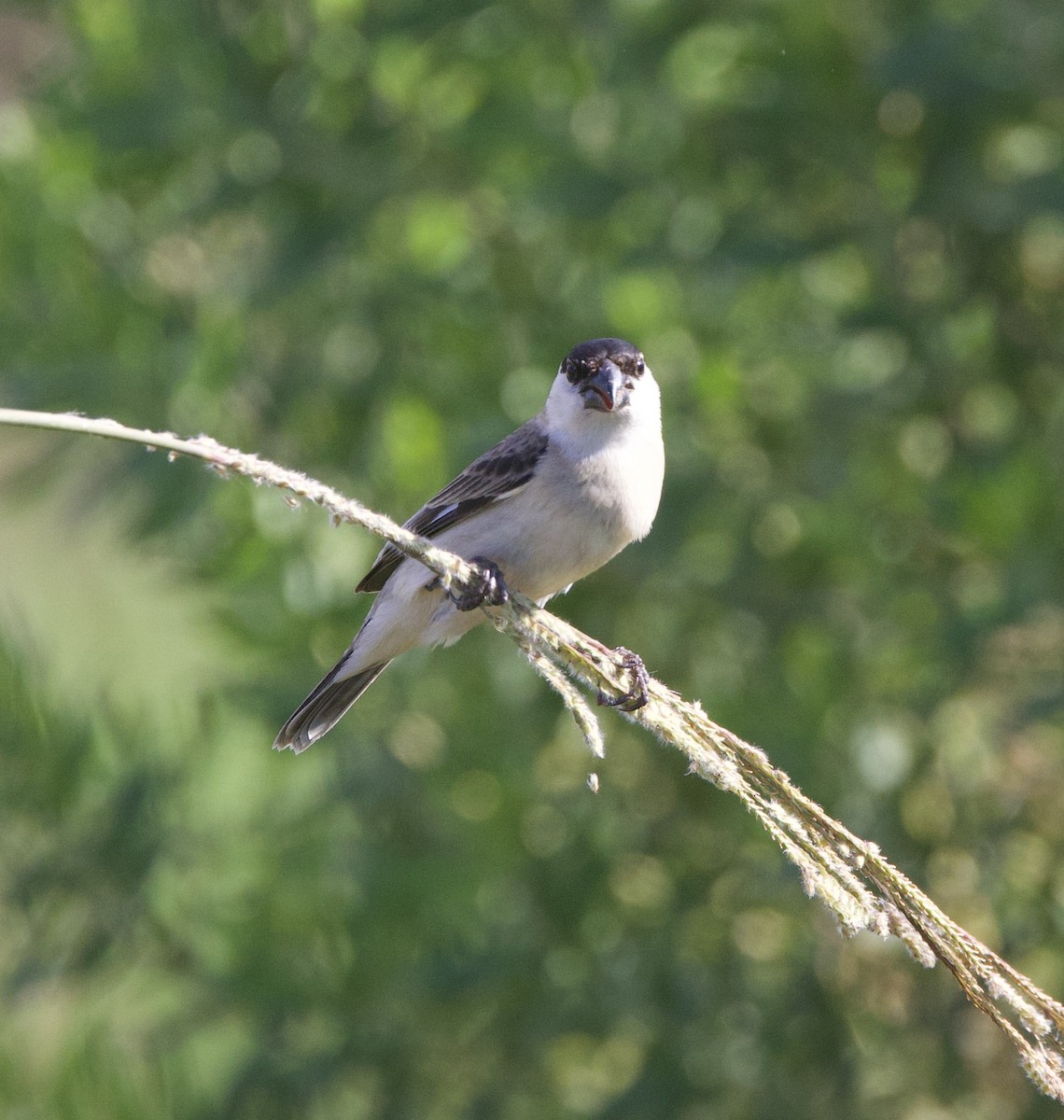 Sedef Karınlı Tohumcul - ML646998832