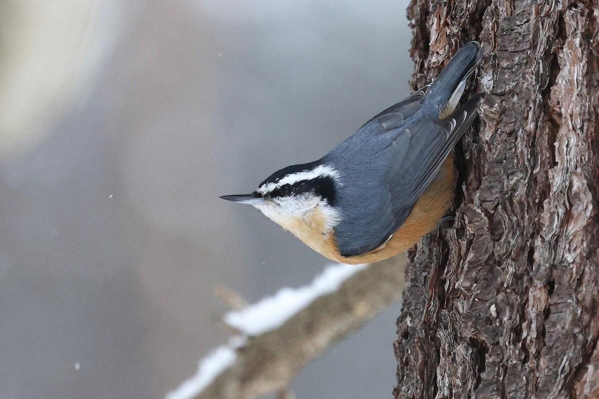 Red-breasted Nuthatch - ML646998834