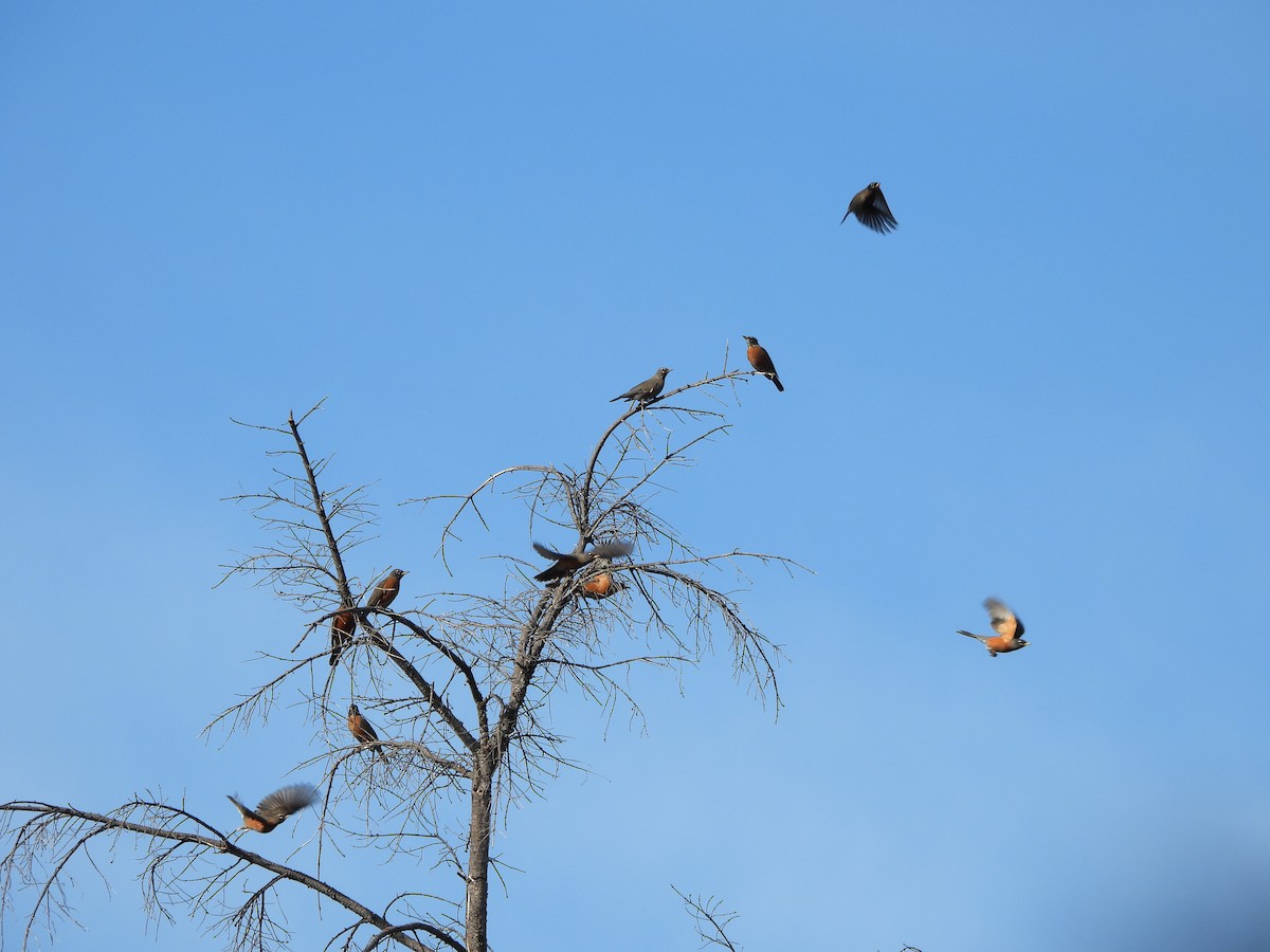 קיכלי נודד - ML646998835