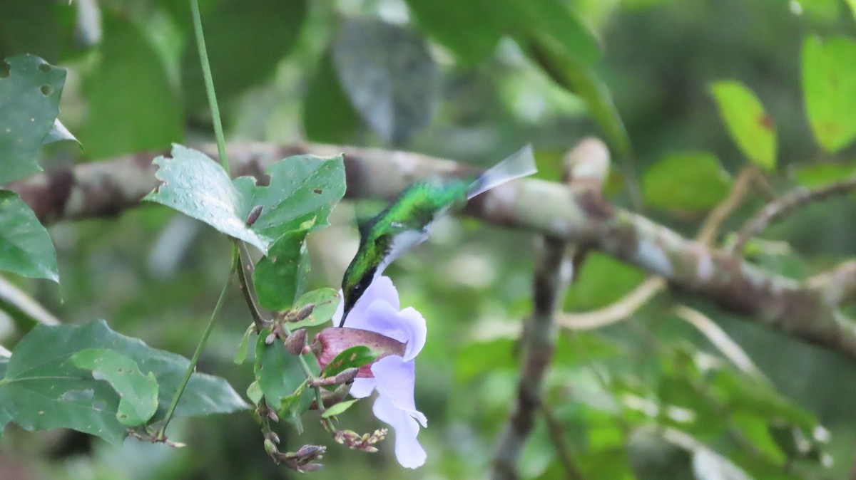 Purpurkron-Schmuckkolibri - ML646998836