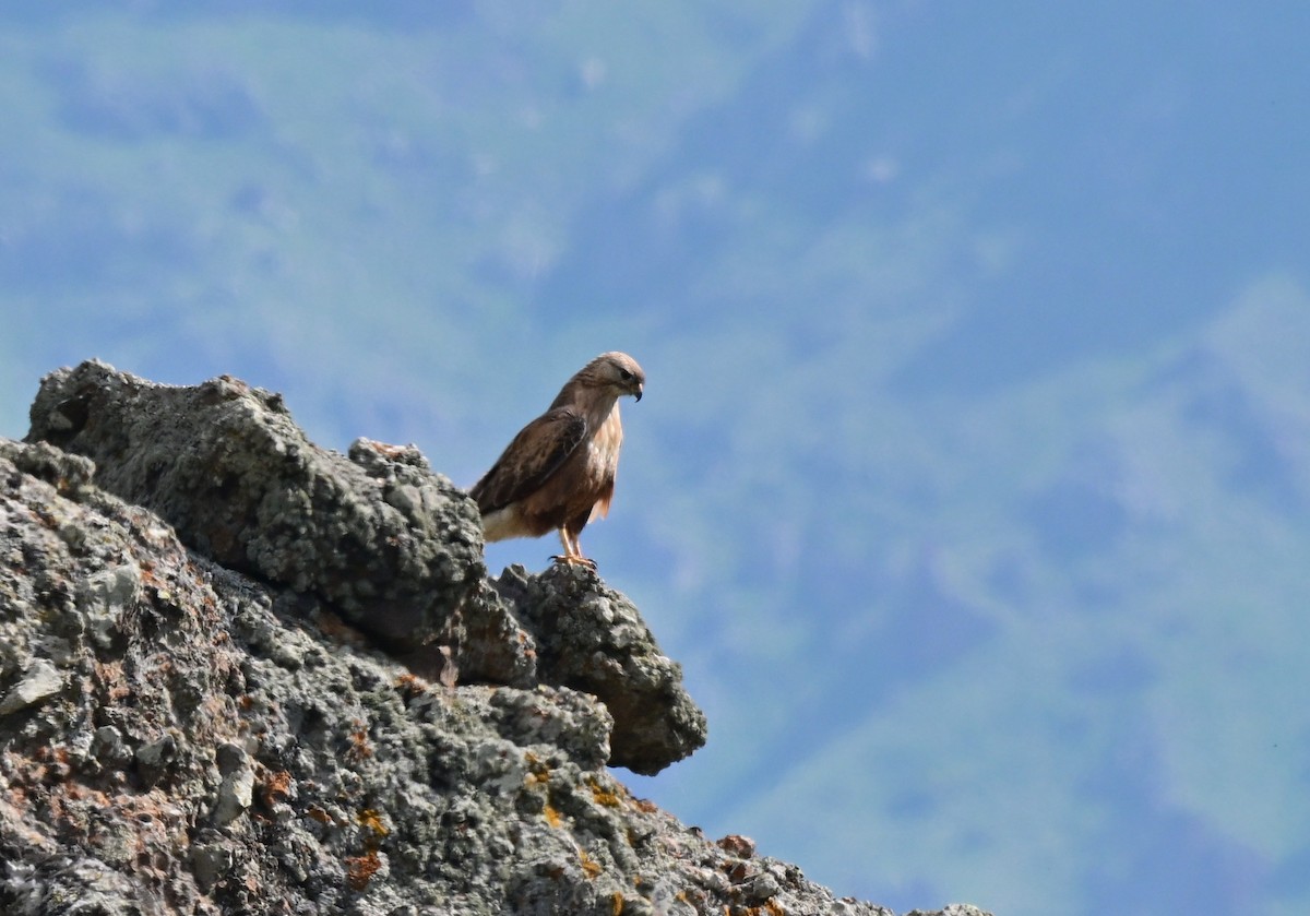 Kızıl Şahin - ML646998840