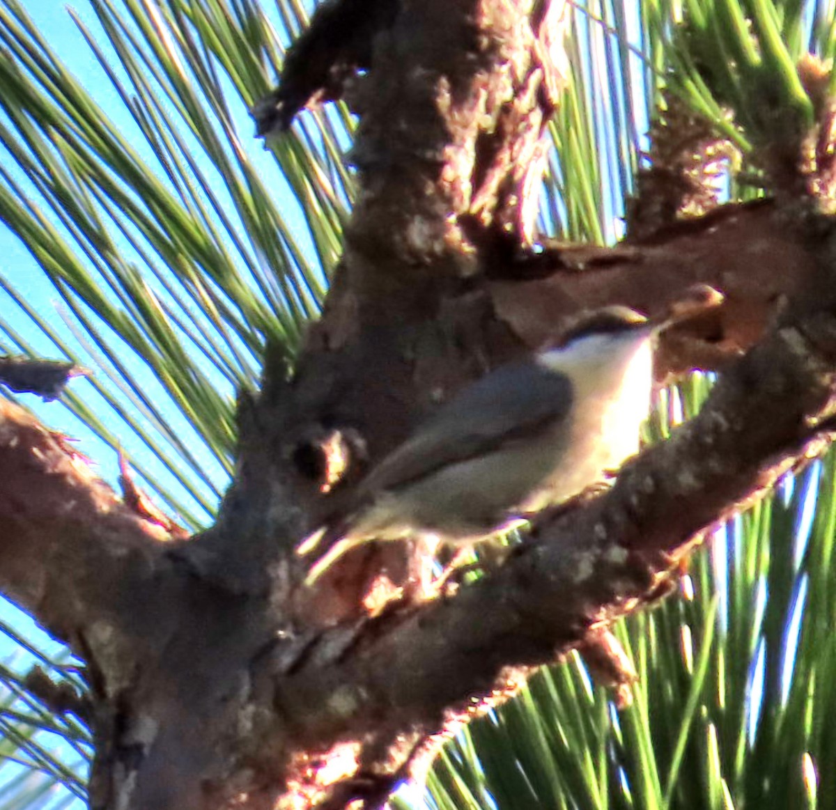 Brown-headed Nuthatch - ML646998842