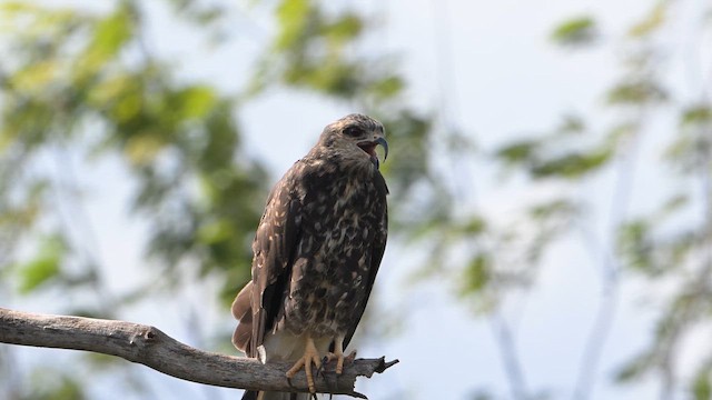 Snail Kite - ML646998850
