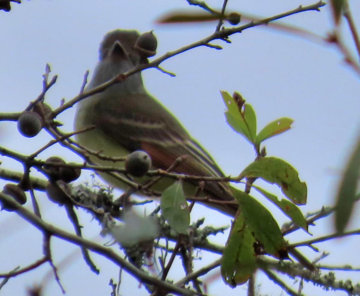 Great Crested Flycatcher - ML646998852