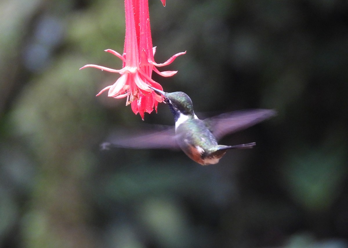 Purple-throated Woodstar - ML646998853