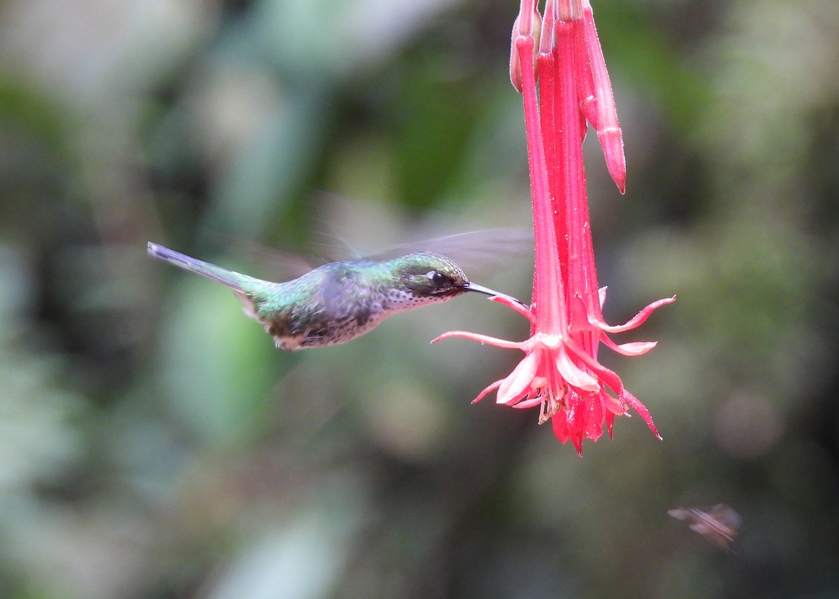 Purple-throated Woodstar - ML646998854