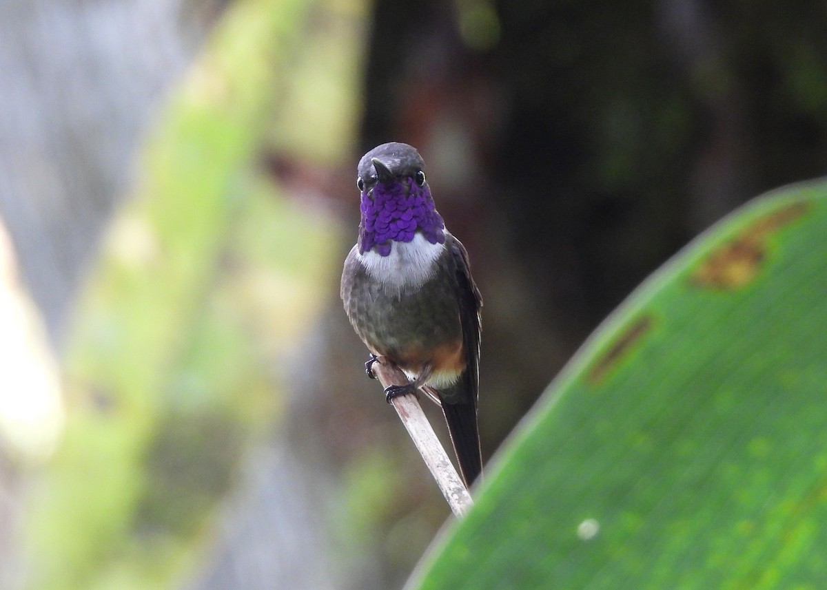 Purple-throated Woodstar - ML646998855