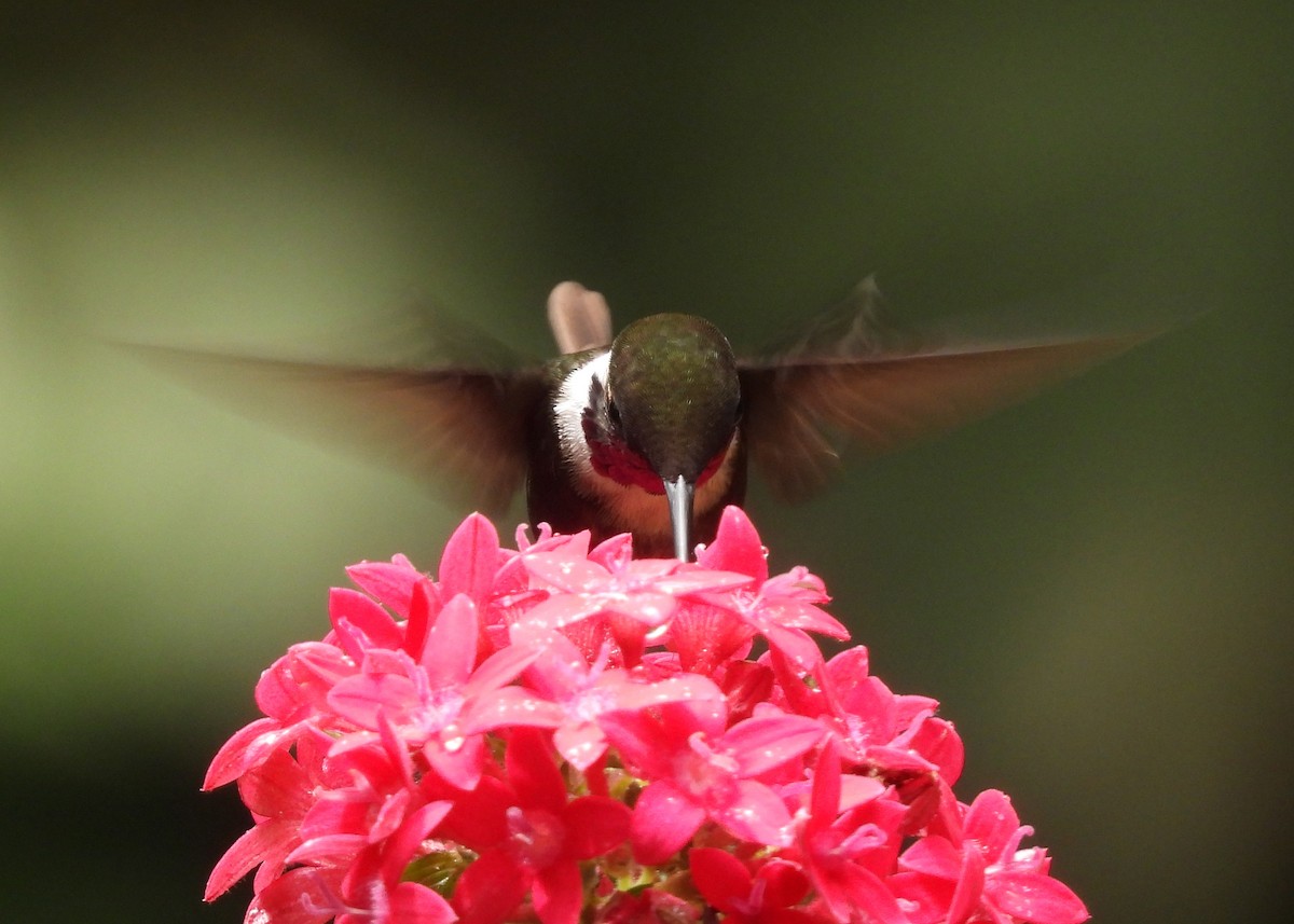 Purple-throated Woodstar - ML646998857