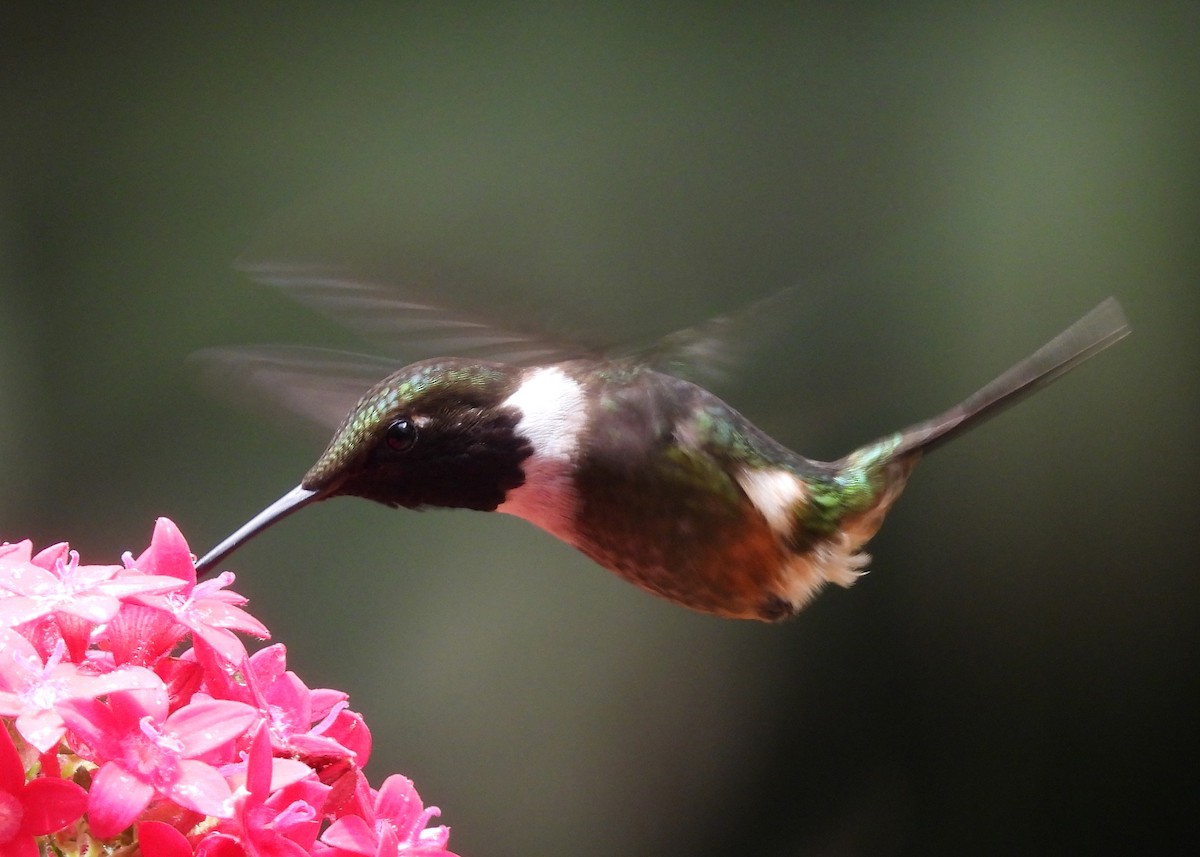 Purple-throated Woodstar - ML646998858