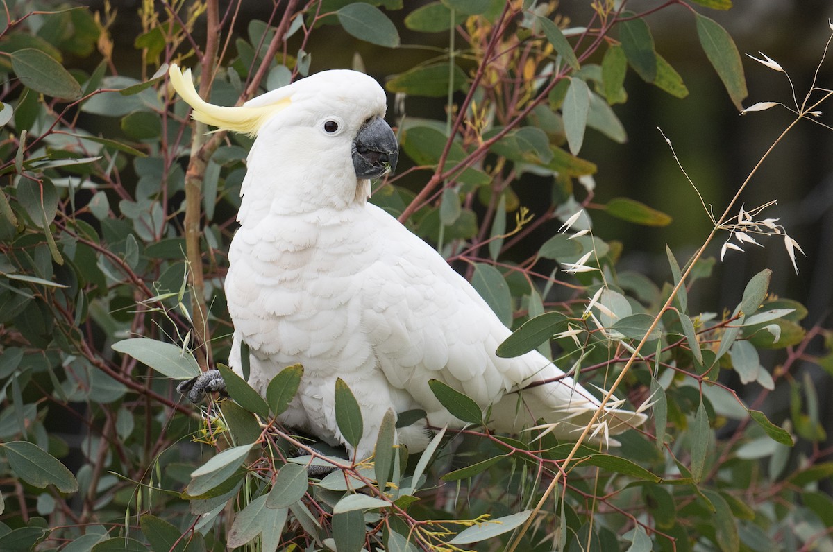 gultoppkakadu - ML646998859