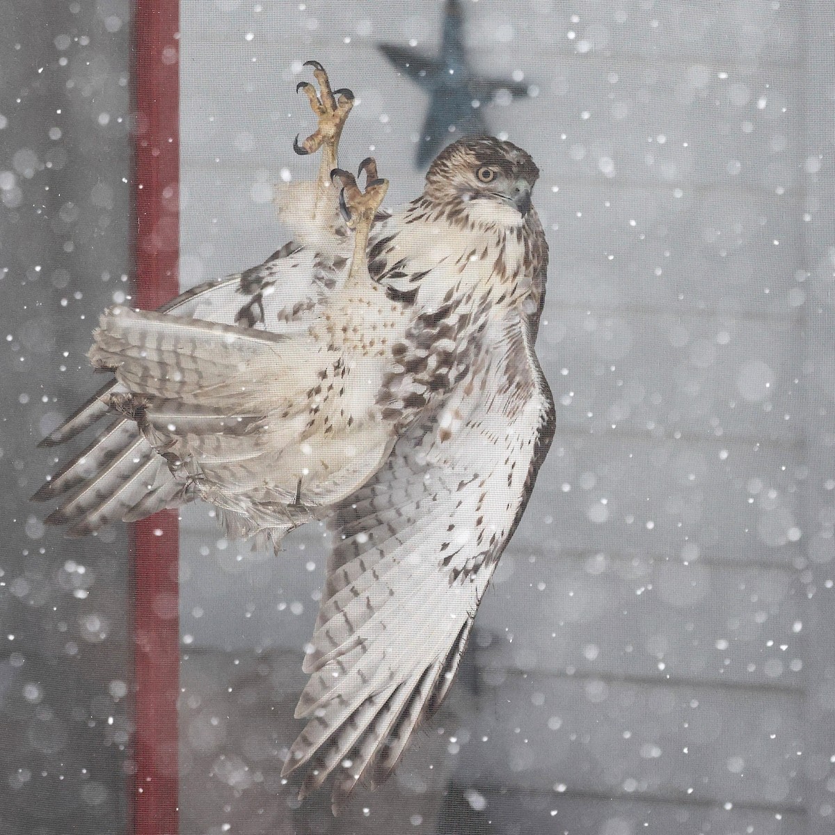 Red-tailed Hawk (borealis) - ML646998860
