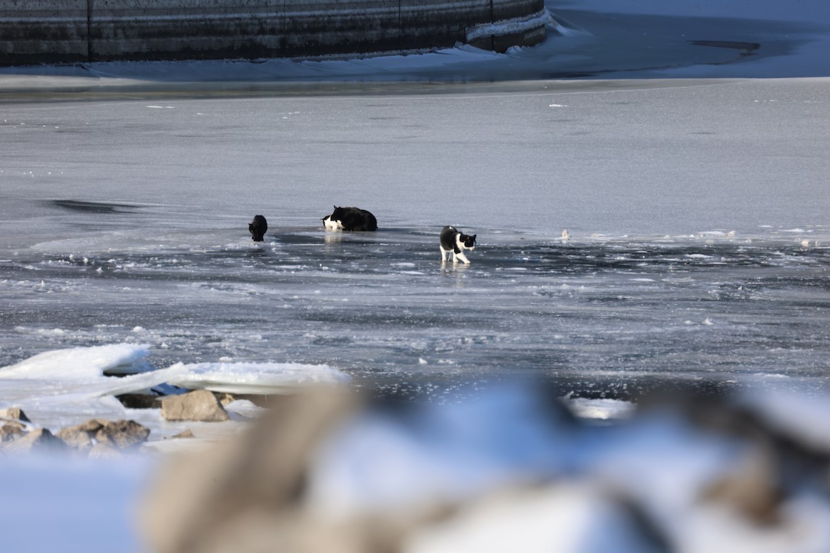 Animals - ML646998862