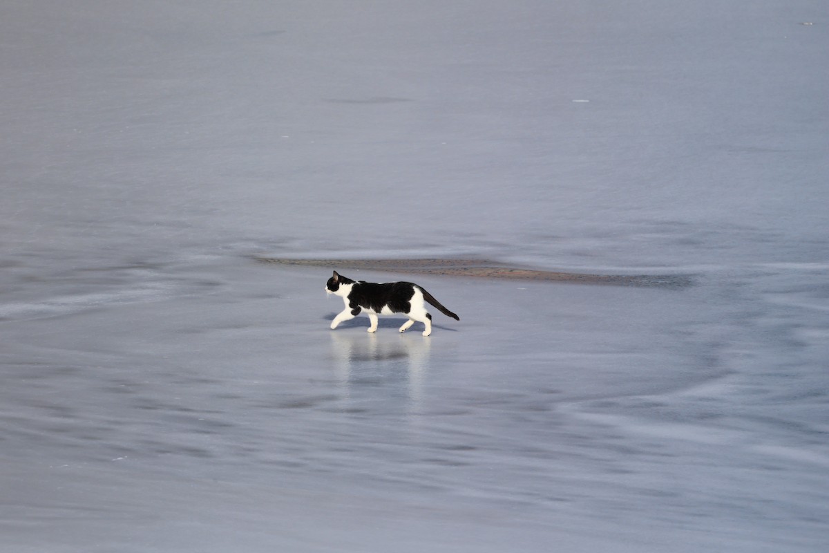 Animals - ML646998864