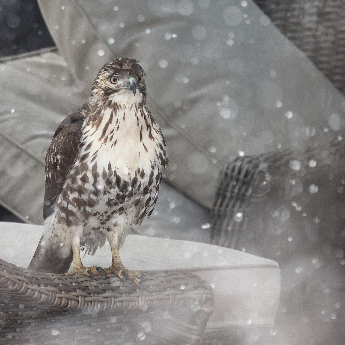 Red-tailed Hawk (borealis) - ML646998868