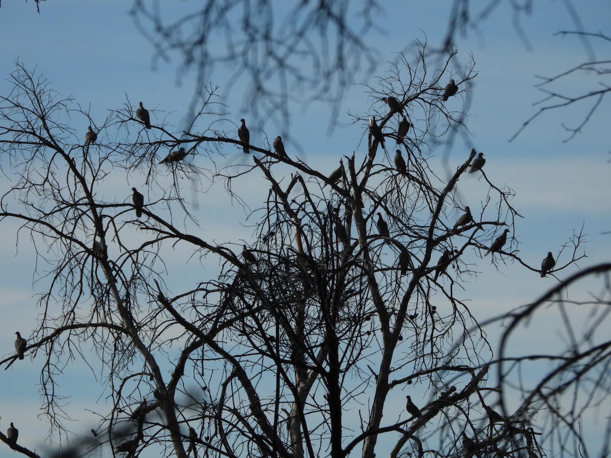 Band-tailed Pigeon - ML646998869
