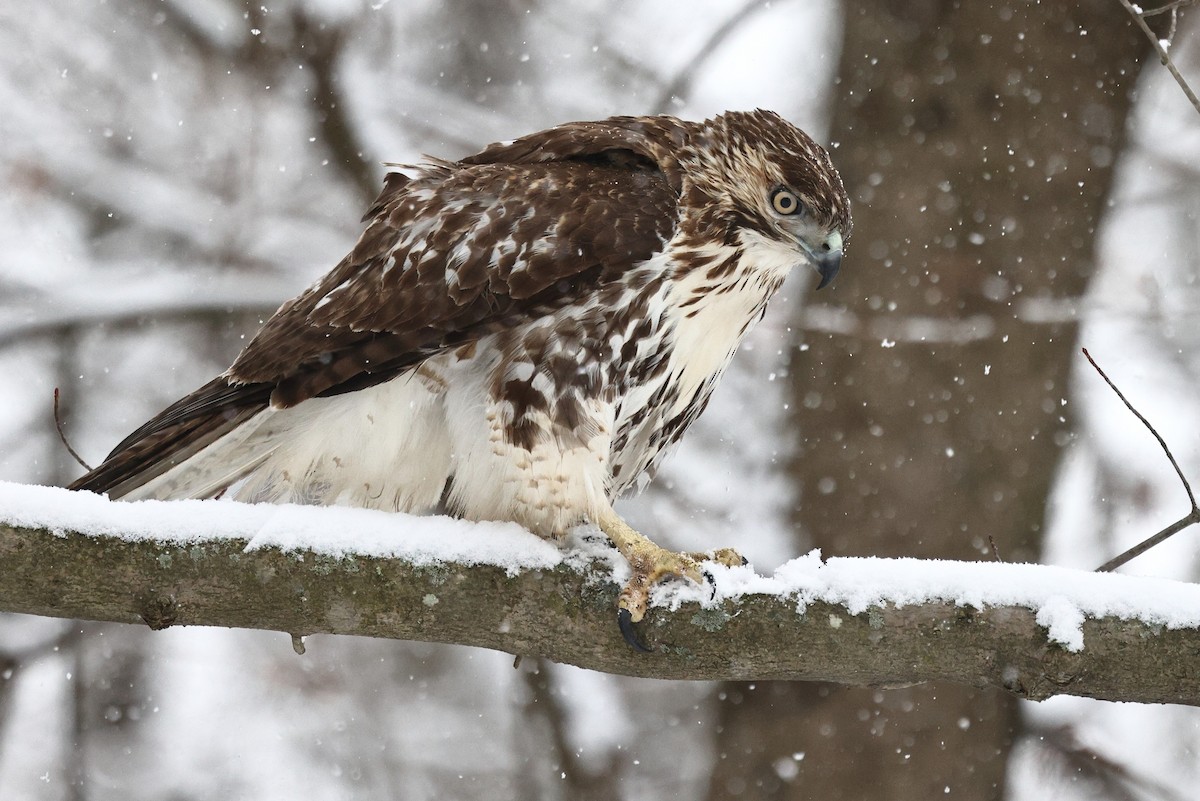 Red-tailed Hawk (borealis) - ML646998871