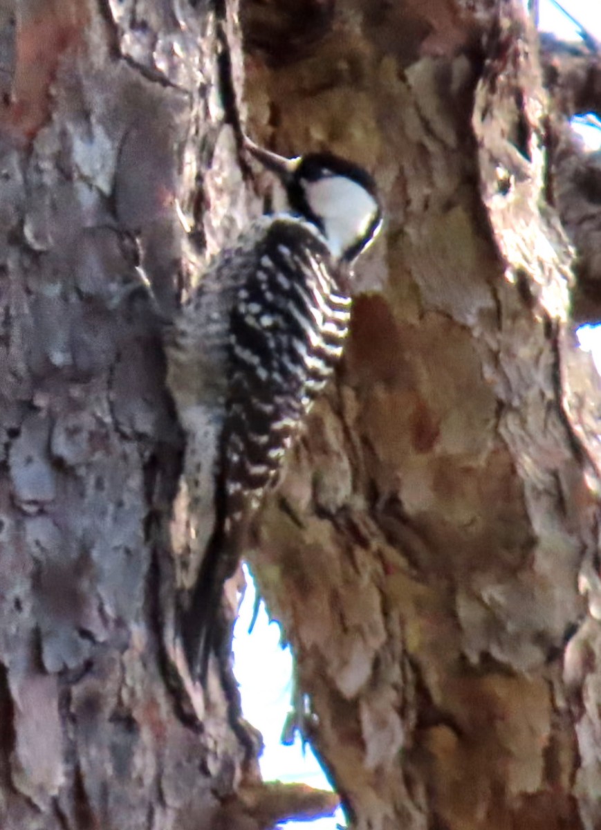 Red-cockaded Woodpecker - ML646998877