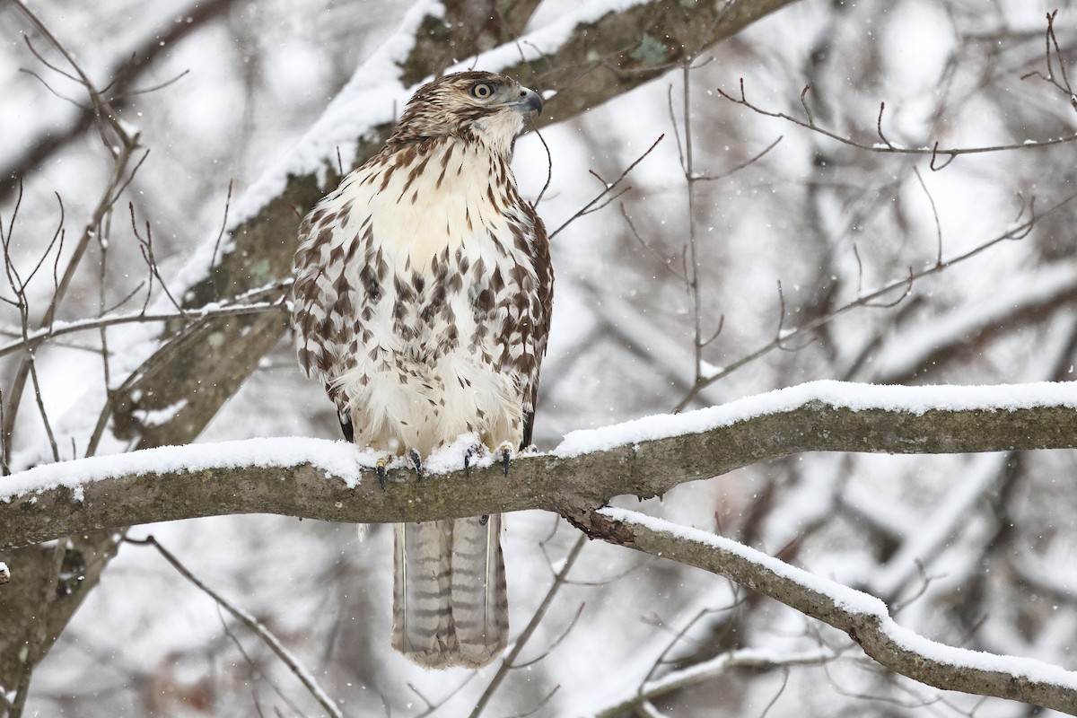 Red-tailed Hawk (borealis) - ML646998879