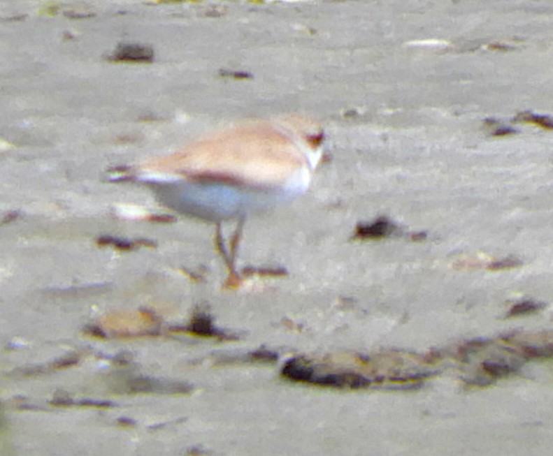 Semipalmated Plover - ML646998883