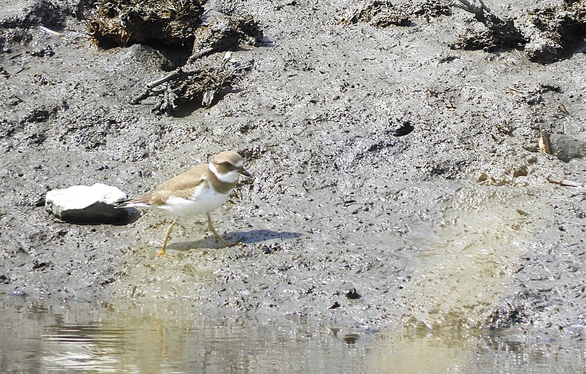 Semipalmated Plover - ML646998885