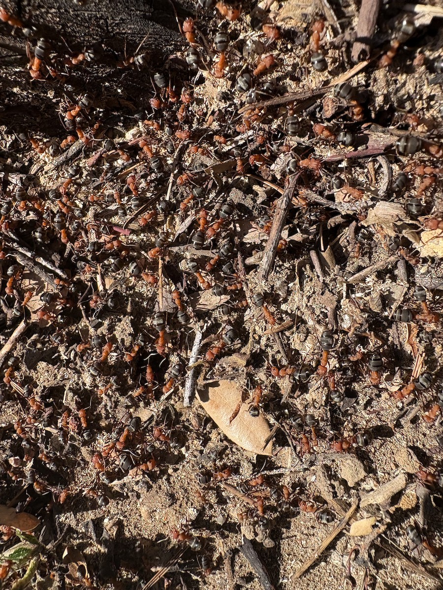 בעלי חיים - ML646998886