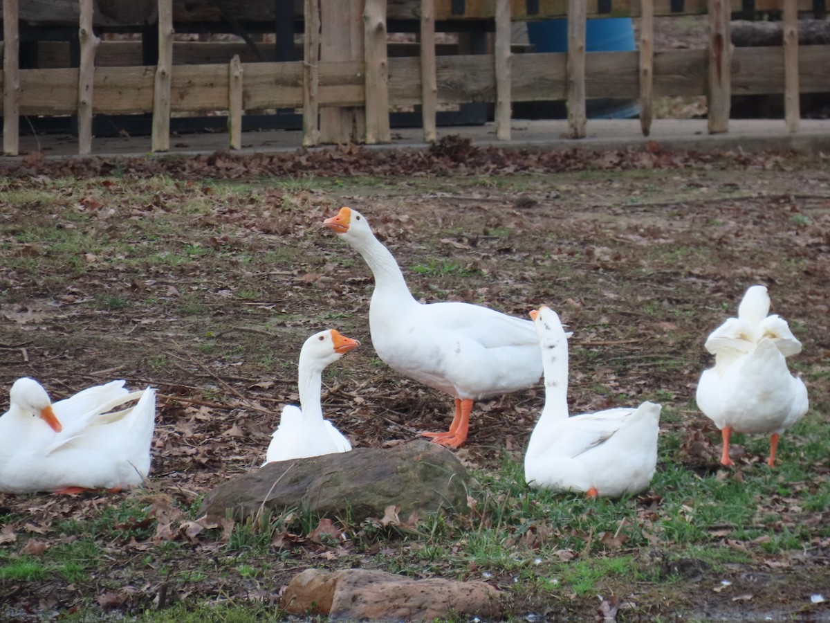 Graylag Goose (Domestic type) - ML646998889