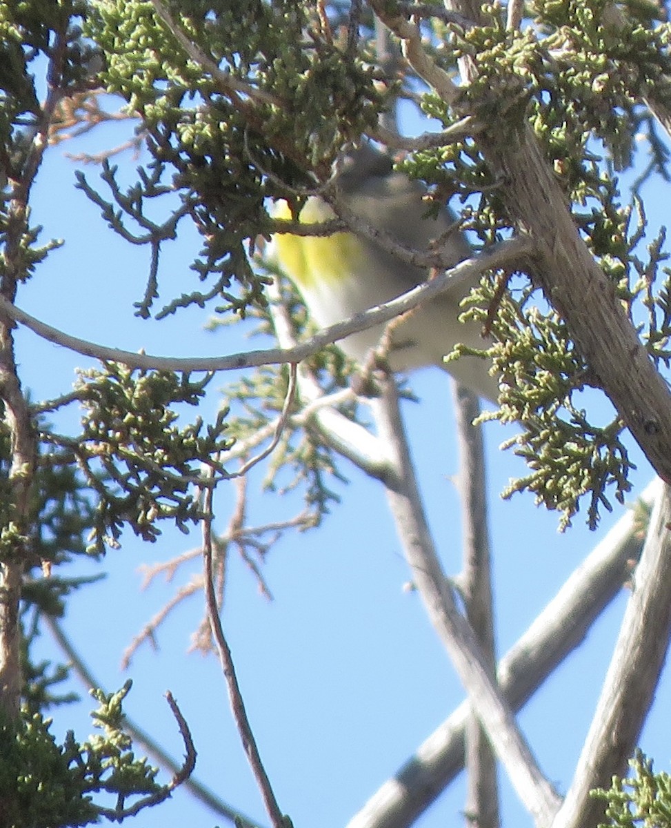 Lawrence's Goldfinch - ML646998890
