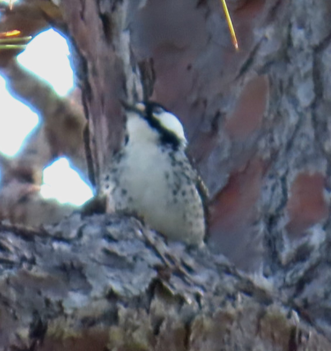 Red-cockaded Woodpecker - ML646998894