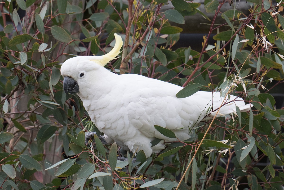 gultoppkakadu - ML646998896