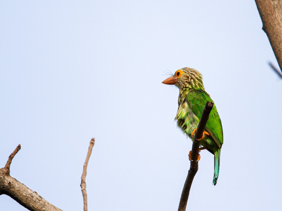 Lineated Barbet - ML646998898
