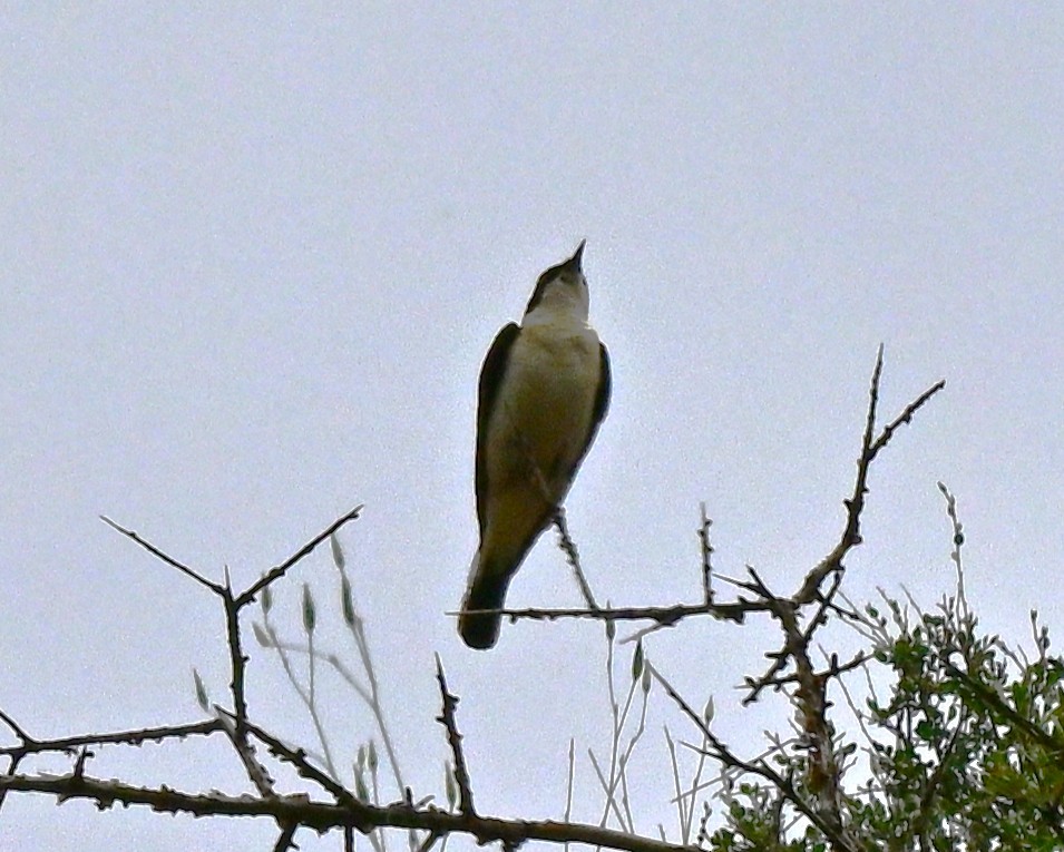 Eastern Black-eared Wheatear - ML646998899