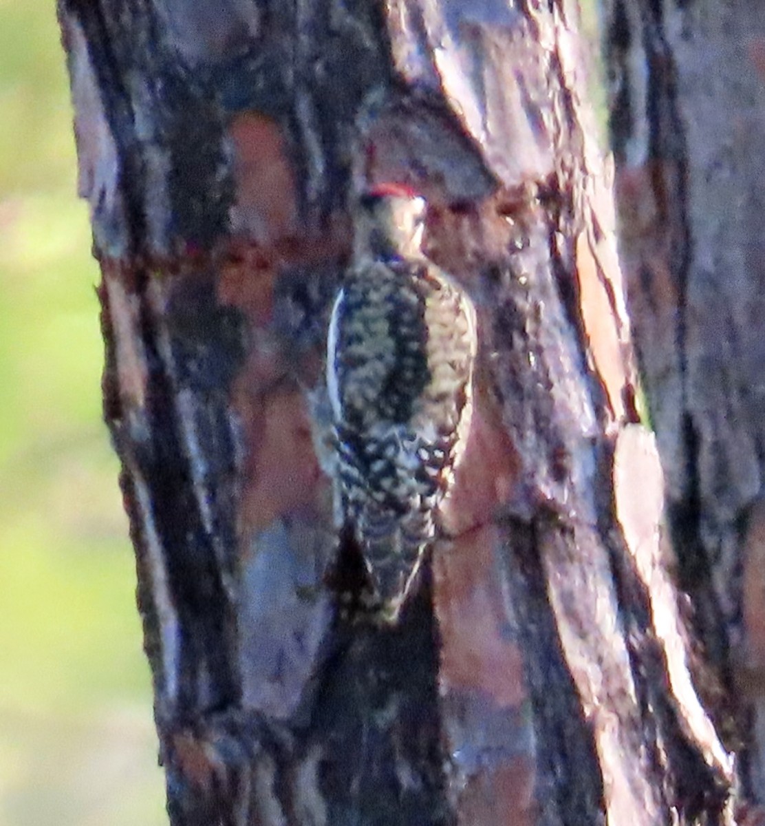 Yellow-bellied Sapsucker - ML646998906