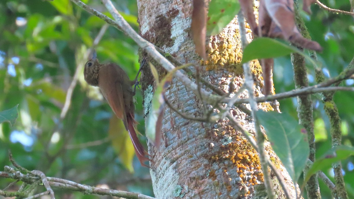 Wedge-billed Woodcreeper - ML646998913
