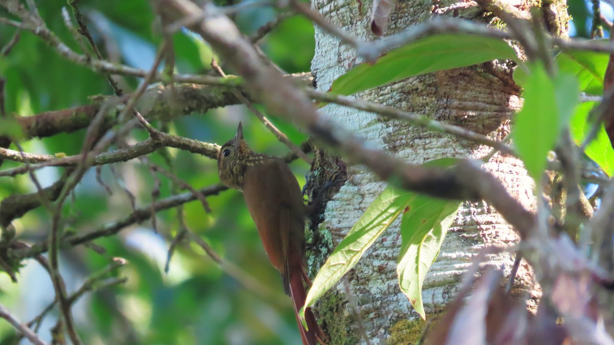 Wedge-billed Woodcreeper - ML646998914