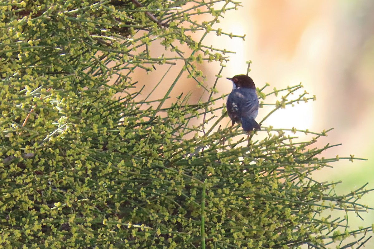 Sardinian Warbler - ML646998924