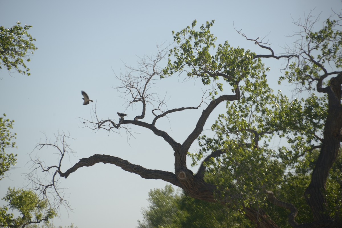 Свенсонов канюк - ML646998926