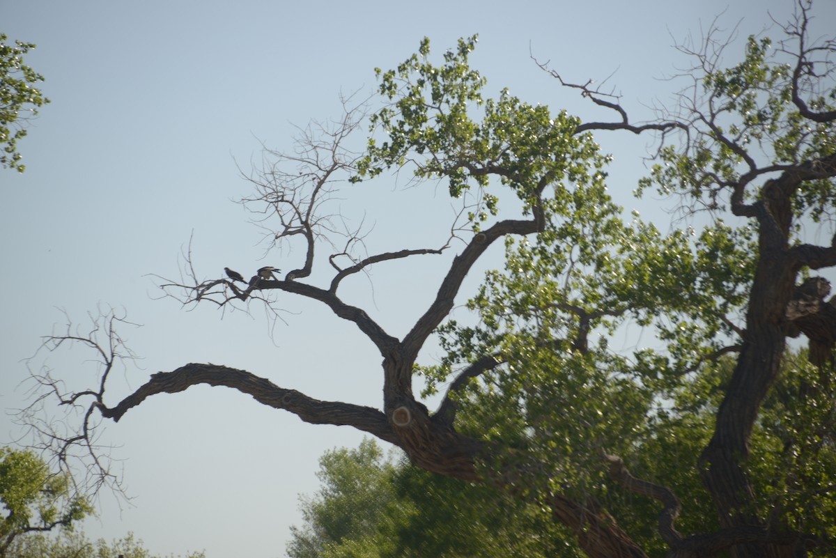 Свенсонов канюк - ML646998927